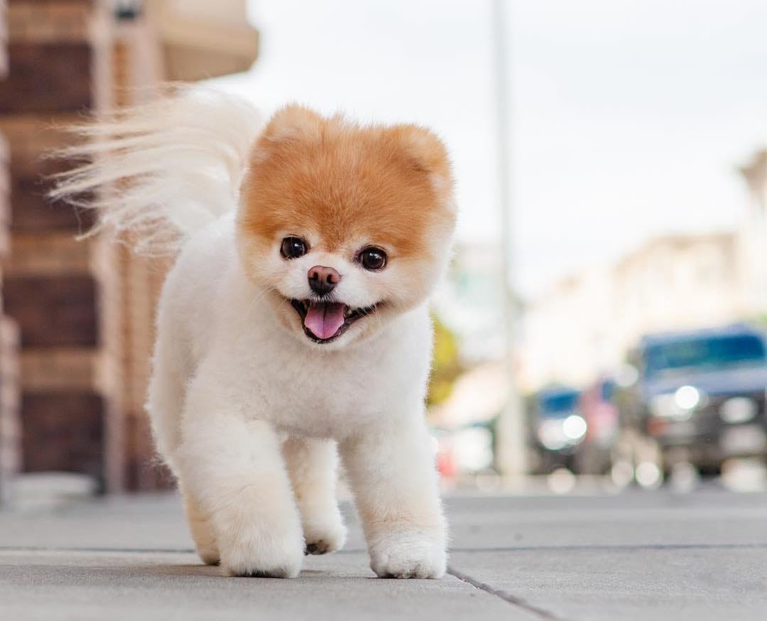 8 Cutest and Most Hilarious Dog Haircuts for Your Inspiration
