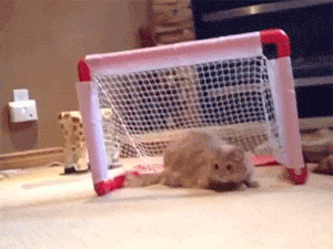 Cat playing soccer