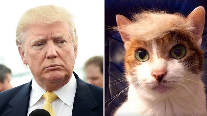 Cats and Dogs rocking Donald Trump's hair