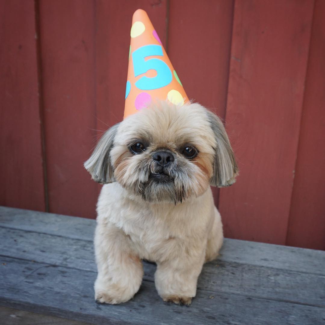 Shih Tzu puppy cute haircut