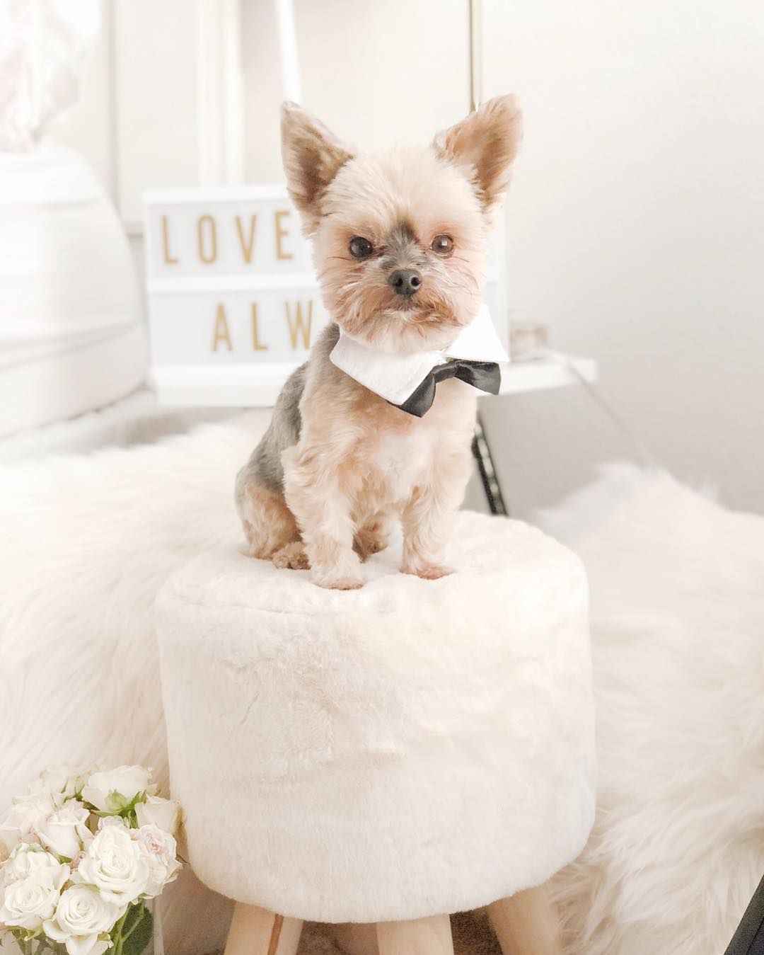 8 Cutest And Most Hilarious Dog Haircuts For Your Inspiration