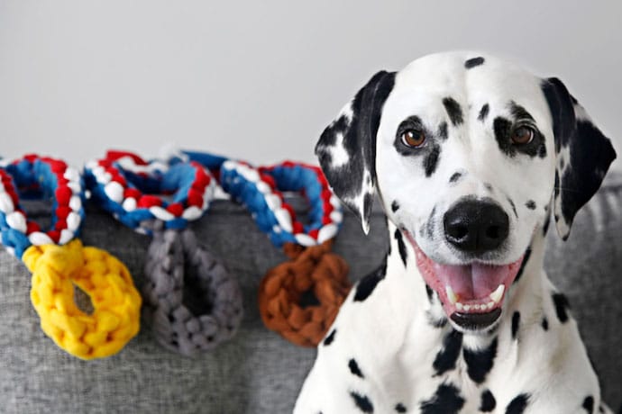 Dalmatian wins medals at the Summer Olympics