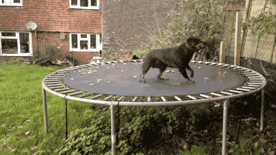 dog makes himself dizzy on a trampoline
