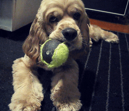 Dog gif with a ball