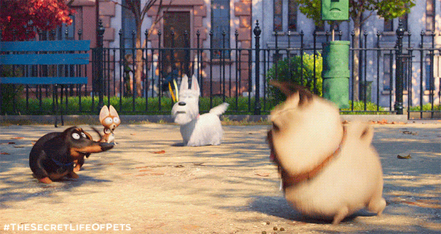 Excited pets - The secret life of pets