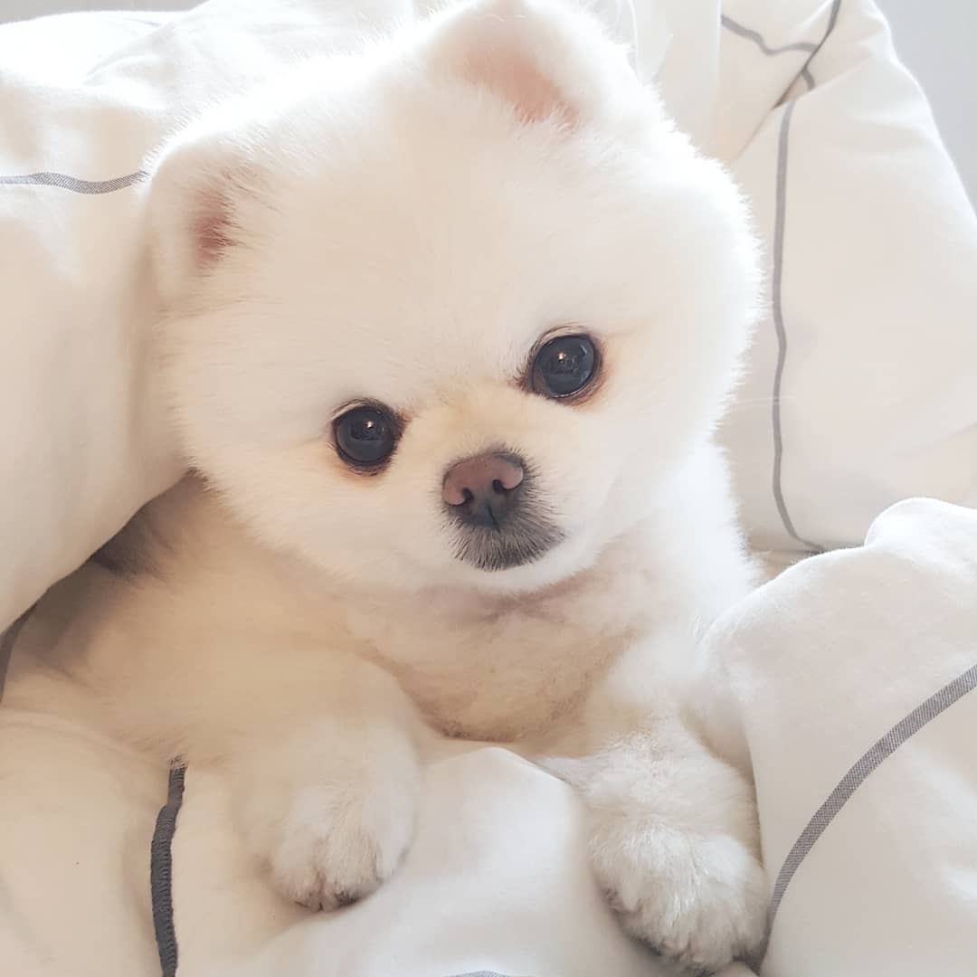 Pomeranian cute haircut