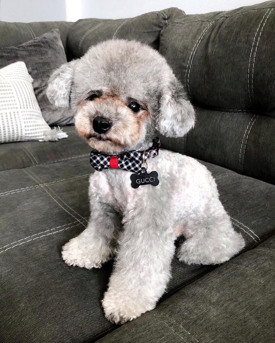 standard poodle with teddy bear cut