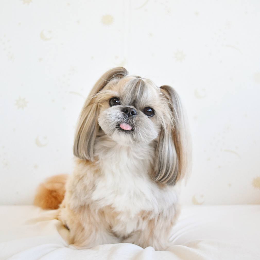 Cute puppy haircut