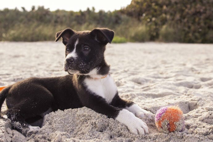 Puppy playing ball at the beach