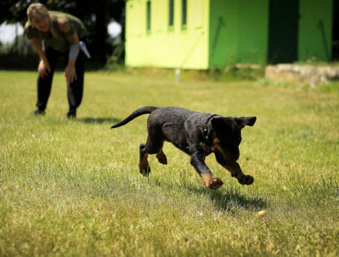 Puppy training