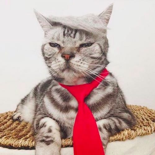 cat with Trump hair 6
