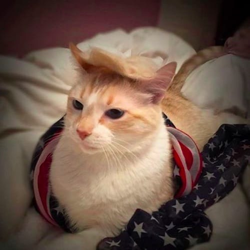 cat with Trump hair 7