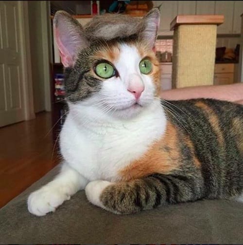 cat with Trump hair 8