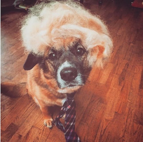 dog with Trump hair 9