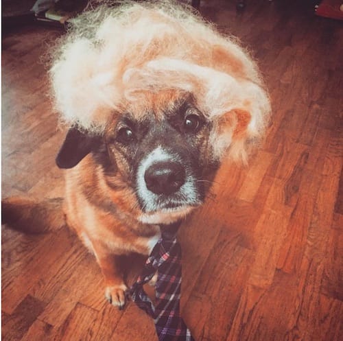 Cats and Dogs rocking Donald Trump's hair