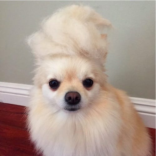 dog with Trump hair 10