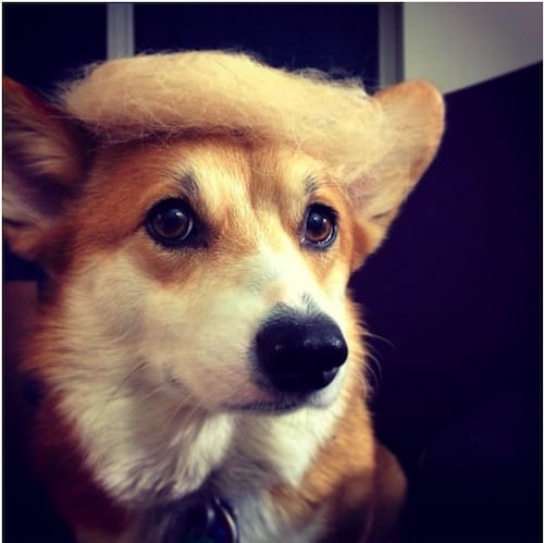 dog with Trump hair 11