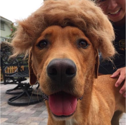 dog with Trump hair 12