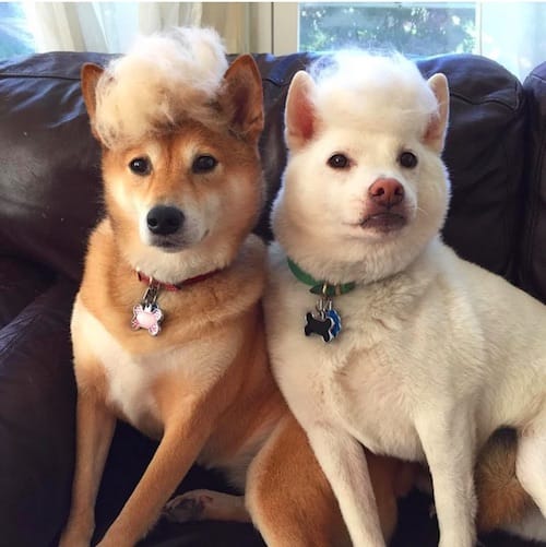 dog with Trump hair 13