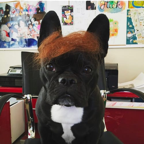 dog with Trump hair 14