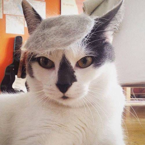 cat with Trump hair 2