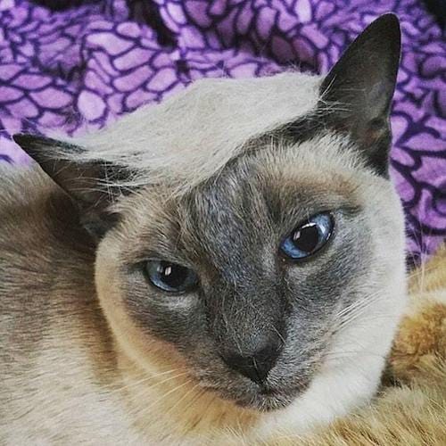 cat with Trump hair 3