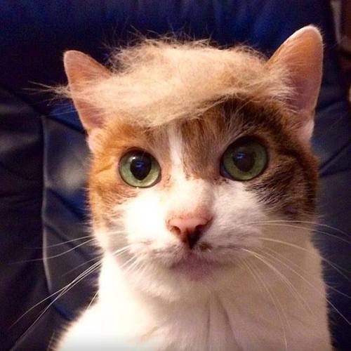 cat with Trump hair 4