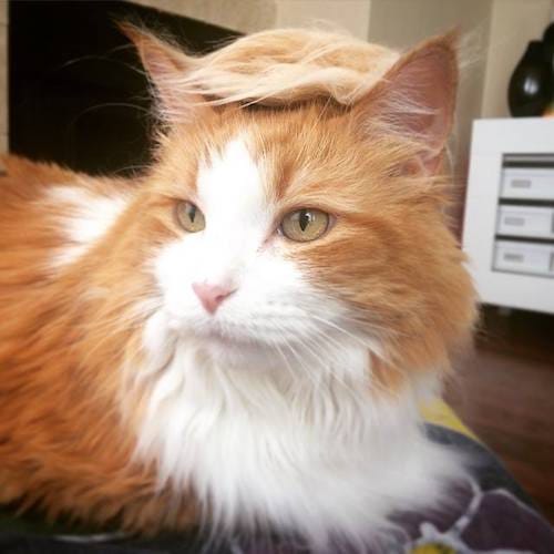 cat with Trump hair 5