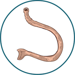 Parasitic Worms In Cats