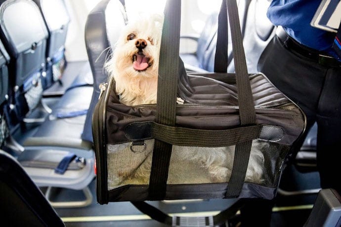 Caring a dog on a plane in a bag