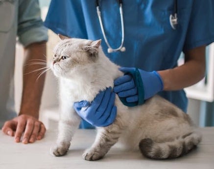 natural treatment for worms in cats