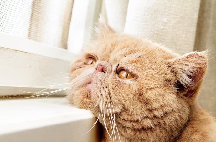 Depression in Cats: Understand the 
