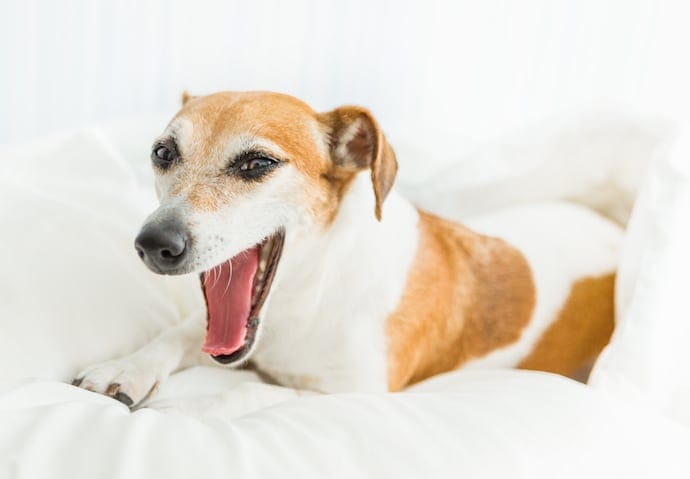 how long kennel cough last in dogs