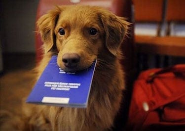 The Ins and Outs of Pet Passports