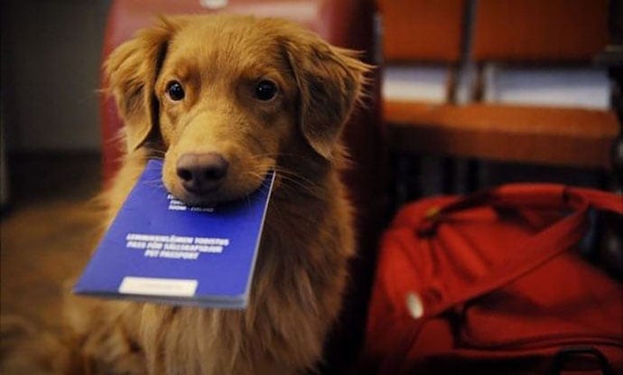 A dog with a passport