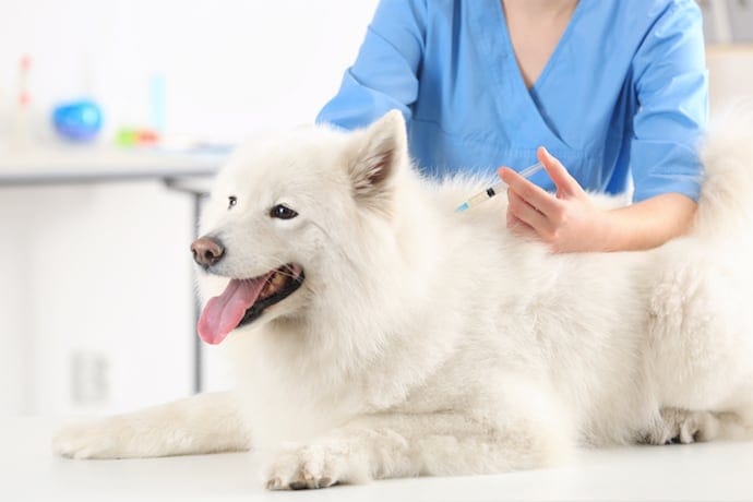 pet vaccination