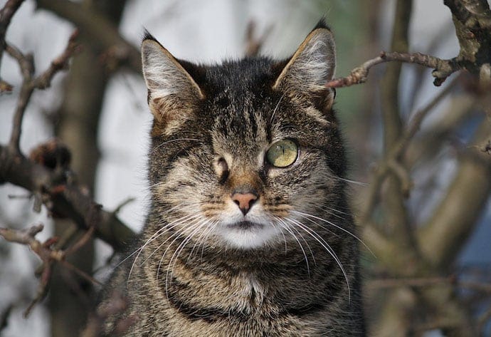 Wild one-eyed cat in the woods