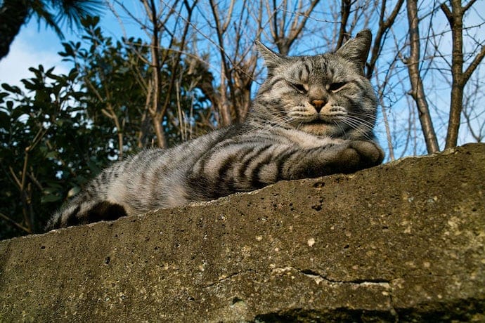 how to adopt feral cats like this feline sitting on the wall