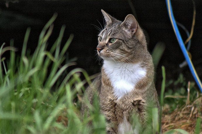 Feral cat in the grass observing