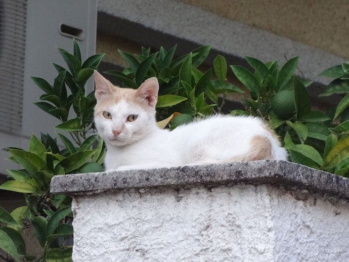 pet cameras for feral kitten like this white cat