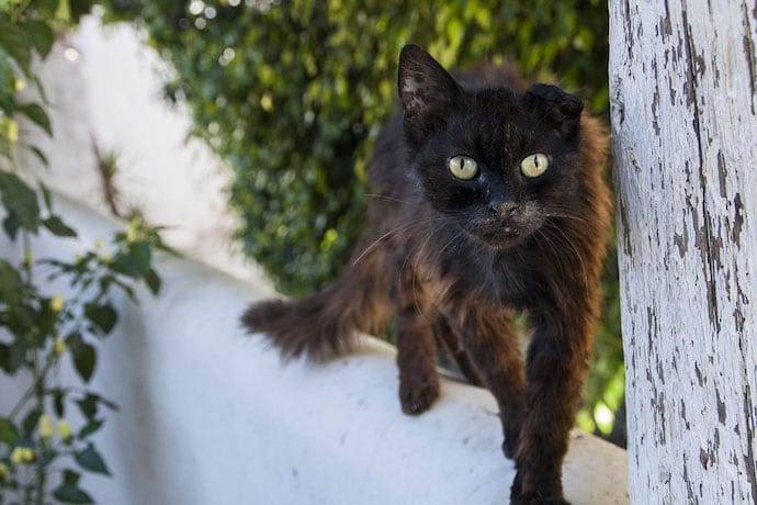 black feral cat