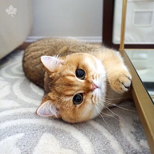 Cute cat laying on the floor