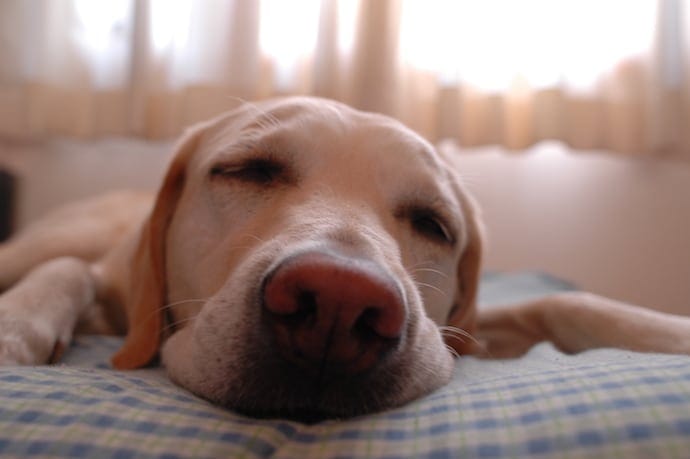 Do You Know What Your Dog Is Dreaming About We Ve Got You Covered
