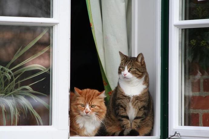 two cats home alone sitting on the window