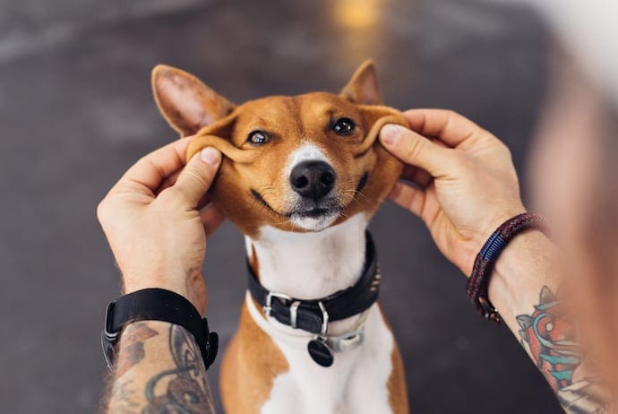 Smiling Basenji dog