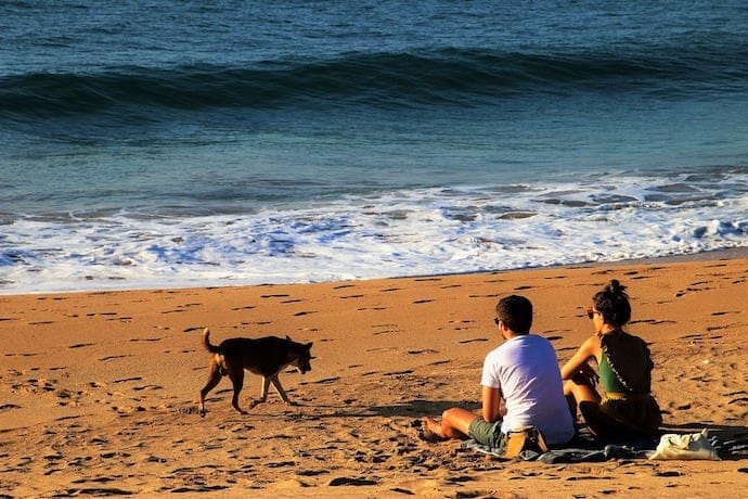 dog with parents on the beach
