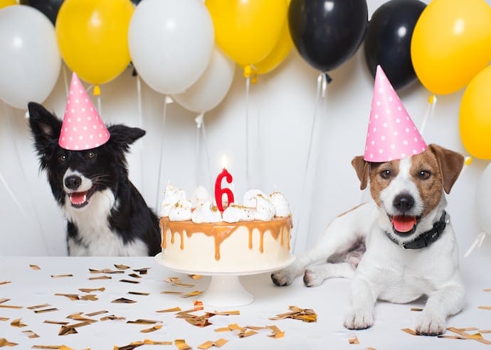 Two Dogs Happy Birthday Party with a cake