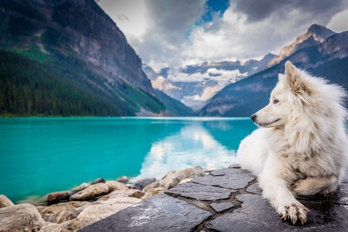 dog on vacation is laying near the lake