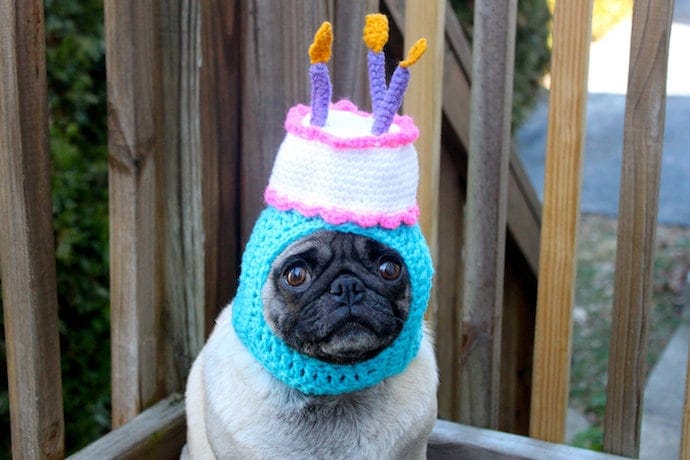 a dog in a birthday party costume