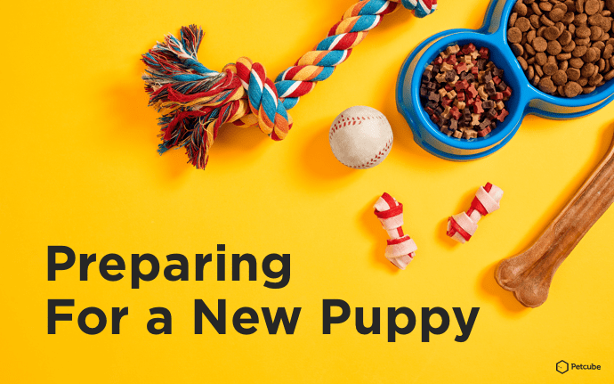 new puppy care